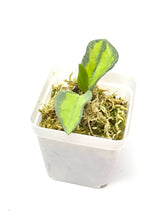 Load image into Gallery viewer, Hoya Carnosa ‘Argentea Princess’ K