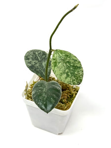 Hoya Waymaniae ‘Cloudy Sky’