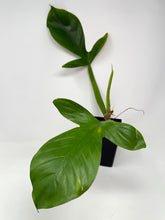 Load image into Gallery viewer, Philodendron Applanatum