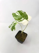 Load image into Gallery viewer, Monstera Deliciosa Albo Variegated D