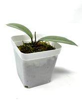 Load image into Gallery viewer, Hoya Wilbur Graves Silver C
