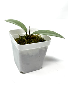 Hoya Wilbur Graves Silver C