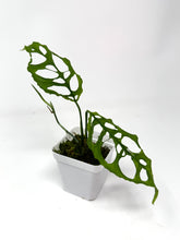 Load image into Gallery viewer, Monstera Obliqua