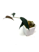 Load image into Gallery viewer, Hoya Brassii