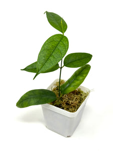 Hoya Campanulata