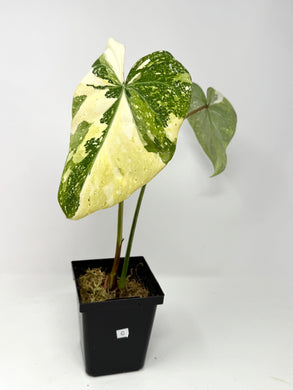 Philodendron Gloriosum Variegated C
