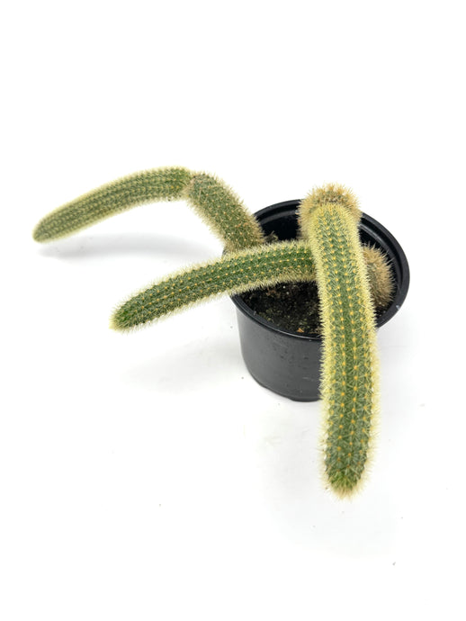 Cleistocactus Winteri “Golden Rat Tail” - Ships within Canada only