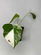 Load image into Gallery viewer, Monstera Deliciosa Albo Variegated C