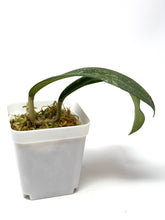 Load image into Gallery viewer, Hoya Polypus Splash