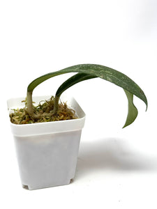 Hoya Polypus Splash