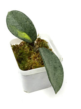 Load image into Gallery viewer, Hoya Carnosa ‘Argentea Princess’ B