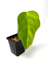 Load image into Gallery viewer, Monstera Deliciosa Aurea Variegated B