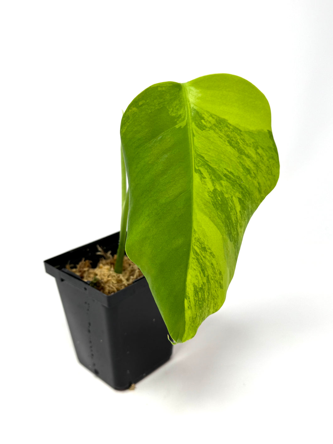 Monstera Deliciosa Aurea Variegated B