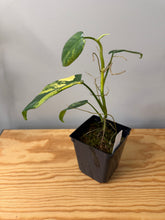 Load image into Gallery viewer, 94. Philodendron Bipennifolium Variegated ‘Violin’