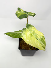 Load image into Gallery viewer, Philodendron Gloriosum Variegated A