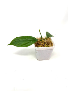 Hoya Praetorii