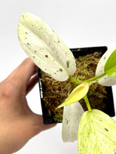 Load image into Gallery viewer, Philodendron Whipple Way B