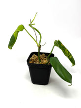 Load image into Gallery viewer, Philodendron Bipennifolium Violin Variegated C