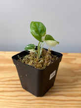 Load image into Gallery viewer, 120. Monstera Adansonii Albo Variegated (juvenile)