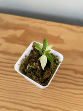Load image into Gallery viewer, 348. Hoya Multiflora White Margins Variegated