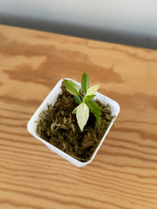 348. Hoya Multiflora White Margins Variegated