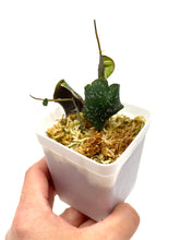 Load image into Gallery viewer, Hoya Imbricata