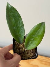 Load image into Gallery viewer, 141. Hoya Cinnamomifolia var. Cinnamomifolia