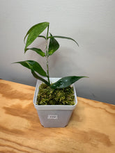 Load image into Gallery viewer, 172. Hoya Polyneura