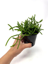 Load image into Gallery viewer, Rhipsalis Cereuscula