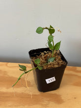 Load image into Gallery viewer, 117. Hoya Lacunosa