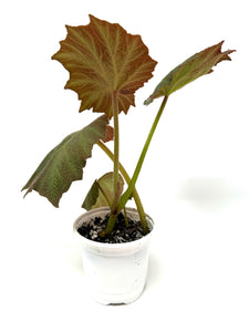 Begonia Boomer