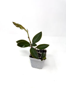 Ludisia Discolor var. Nigrescens (Jewel Orchid) - Ships within Canada only