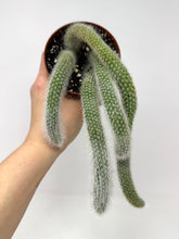 Load image into Gallery viewer, Cleistocactus Colademononis “Monkey Tail Cactus” Large Plant (Long hair variant) - Ships within Canada only
