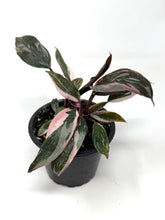 Load image into Gallery viewer, Philodendron Pink Princess (High Variegation)