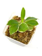 Load image into Gallery viewer, Hoya Heuschkeliana Margin Variegated