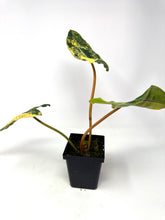 Load image into Gallery viewer, Philodendron Billietiae Variegated B