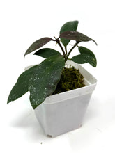 Load image into Gallery viewer, Hoya Walliniana UT-152