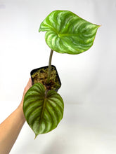 Load image into Gallery viewer, Philodendron Plowmanii
