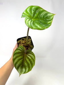 Philodendron Plowmanii