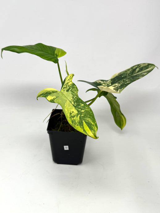 Philodendron Bipennifolium Violin Variegated D