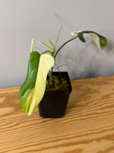 Load image into Gallery viewer, 84. Philodendron Bipennifolium Variegated