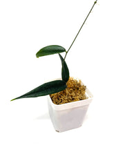 Load image into Gallery viewer, Hoya Paradisea (IM04)