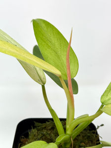 Philodendron Whipple Way C