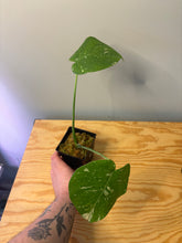 Load image into Gallery viewer, 225. Monstera Thai Constellation