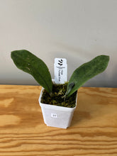 Load image into Gallery viewer, 27. Hoya Forbesii Silver