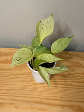 Load image into Gallery viewer, 116. Epipremnum Pinnatum “Marble Queen”