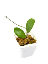 Load image into Gallery viewer, Hoya Erythrostemma Silver