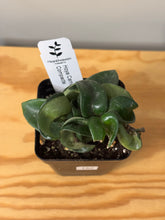 Load image into Gallery viewer, 152. Hoya Carnosa Compacta