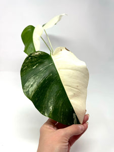 Monstera Deliciosa Albo Variegated C