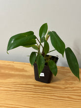 Load image into Gallery viewer, 102. Philodendron sp.